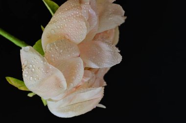 Siyah arka planda güzel bir bej çiçek, çiçek kavramı arka planda          