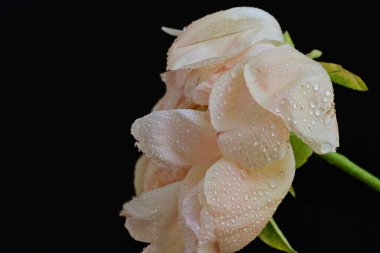 Siyah arka planda güzel bir bej çiçek, çiçek kavramı arka planda          