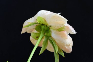 Siyah arka planda güzel bir bej çiçek, çiçek kavramı arka planda          