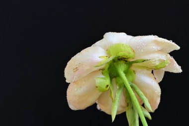 Siyah arka planda güzel bir bej çiçek, çiçek kavramı arka planda          