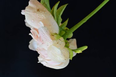 Siyah arka planda güzel bir bej çiçek, çiçek kavramı arka planda          