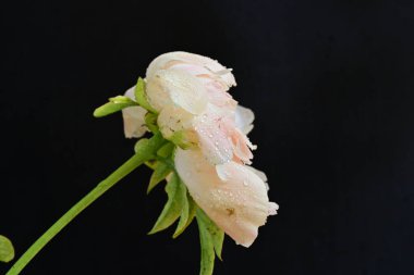 Siyah arka planda güzel bir bej çiçek, çiçek kavramı arka planda          