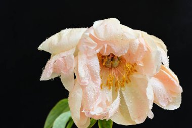 Siyah arka planda güzel bir bej çiçek, çiçek kavramı arka planda          