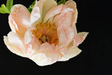 Siyah arka planda güzel bir bej çiçek, çiçek kavramı arka planda          