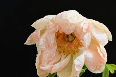 Siyah arka planda güzel bir bej çiçek, çiçek kavramı arka planda          