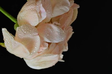 Siyah arka planda güzel bir bej çiçek, çiçek kavramı arka planda          