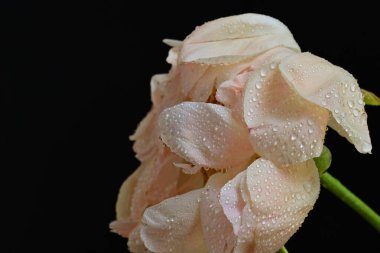 Siyah arka planda güzel bir bej çiçek, çiçek kavramı arka planda          