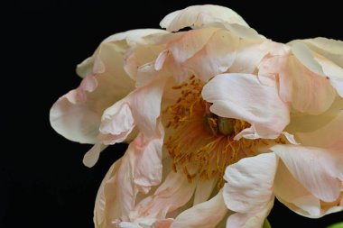 Siyah arka planda güzel bir bej çiçek, çiçek kavramı arka planda          