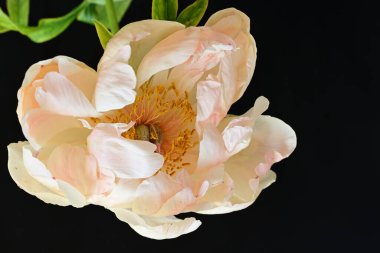 Siyah arka planda güzel bir bej çiçek, çiçek kavramı arka planda          