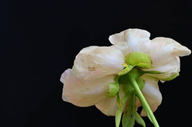 Siyah arka planda güzel bir bej çiçek, çiçek kavramı arka planda          