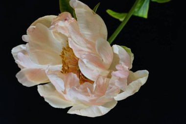 Siyah arka planda güzel bir bej çiçek, çiçek kavramı arka planda          