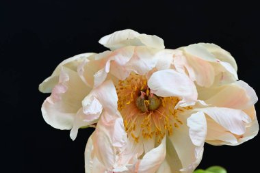 Siyah arka planda güzel bir bej çiçek, çiçek kavramı arka planda          