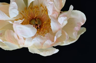 Siyah arka planda güzel bir bej çiçek, çiçek kavramı arka planda          