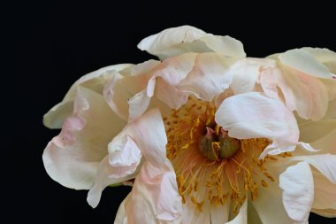 Siyah arka planda güzel bir bej çiçek, çiçek kavramı arka planda          