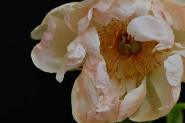 Siyah arka planda güzel bir bej çiçek, çiçek kavramı arka planda          