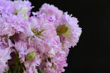 Güzel pembe çiçeklerin yakın plan görüntüsü.        