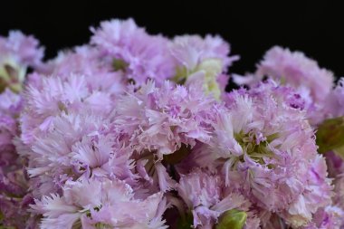 Güzel pembe çiçeklerin yakın plan görüntüsü.        