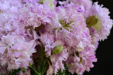 Güzel pembe çiçeklerin yakın plan görüntüsü.        