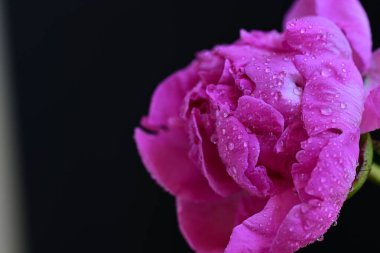 Siyah arka planda güzel pembe şakayık çiçeği