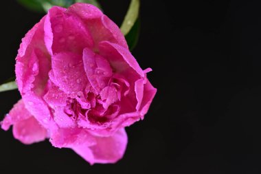 Siyah arka planda güzel pembe şakayık çiçeği