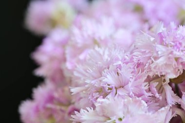 Güzel pembe çiçeklerin yakın plan görüntüsü.        