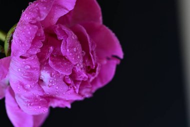 Siyah arka planda güzel pembe şakayık çiçeği