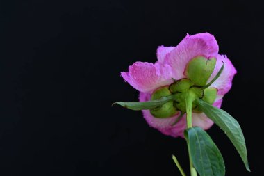 Siyah arka planda güzel pembe şakayık çiçeği