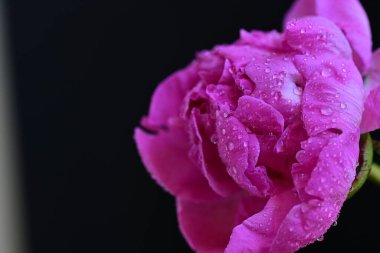 Siyah arka planda güzel pembe şakayık çiçeği