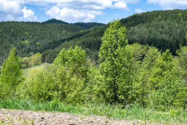 Yeşil ağaçlı dağların manzarası. 