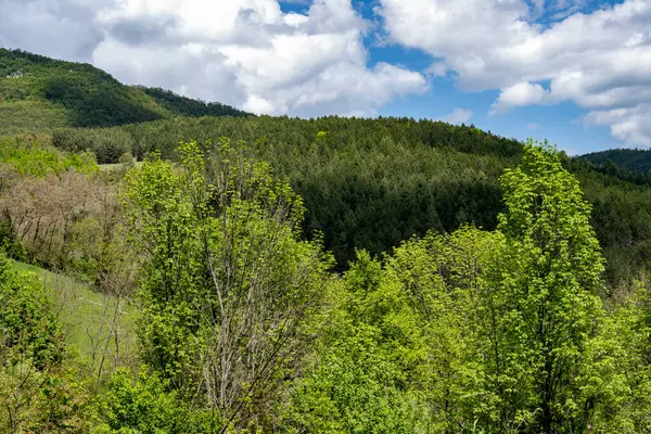Yeşil ağaçlı dağların manzarası. 