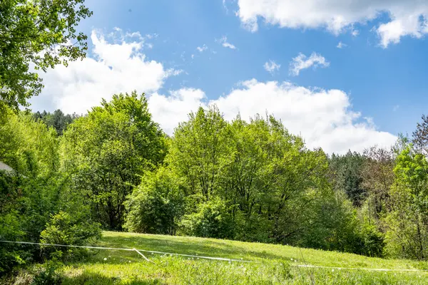 Yeşil ağaçlı dağların manzarası. 