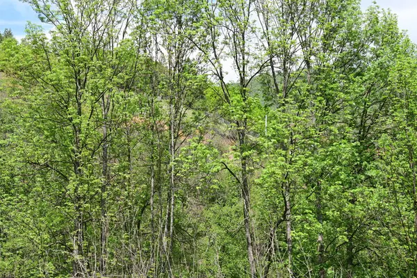 Yeşil ağaçlı dağların manzarası. 