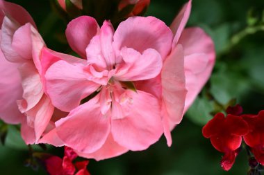 bahçede büyüyen güzel pembe çiçekler