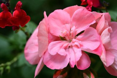 bahçede büyüyen güzel pembe çiçekler