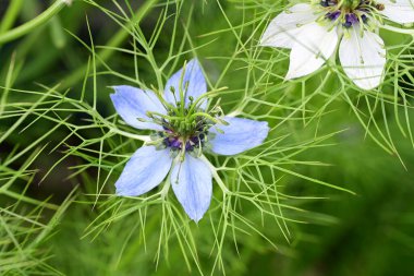 Mavi ve beyaz Nigella Şam çiçekleri, sisli aşk, yeşil yapraklı