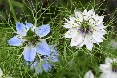 Mavi ve beyaz Nigella Şam çiçekleri, sisli aşk, yeşil yapraklı