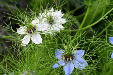 Mavi ve beyaz Nigella Şam çiçekleri, sisli aşk, yeşil yapraklı