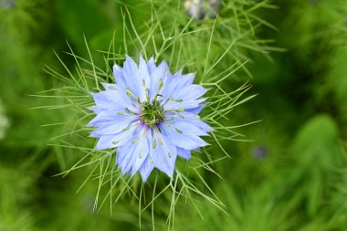 Mavi Nigella Damascena çiçeği, sisli aşk, yeşil yapraklı