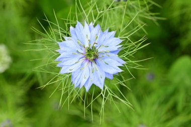 Mavi Nigella Damascena çiçeği, sisli aşk, yeşil yapraklı