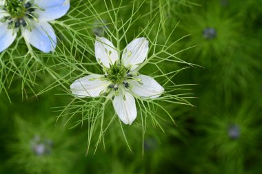 Mavi ve beyaz Nigella Şam çiçekleri, sisli aşk, yeşil yapraklı