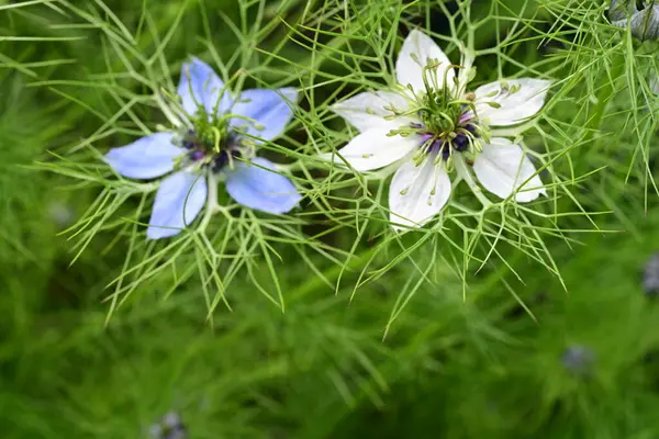 Mavi ve beyaz Nigella Şam çiçekleri, sisli aşk, yeşil yapraklı