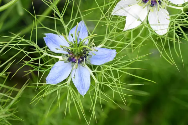 Mavi ve beyaz Nigella Şam çiçekleri, sisli aşk, yeşil yapraklı