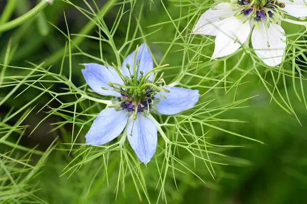 Mavi ve beyaz Nigella Şam çiçekleri, sisli aşk, yeşil yapraklı