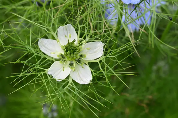 Mavi ve beyaz Nigella Şam çiçekleri, sisli aşk, yeşil yapraklı