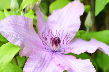 bahçede büyüyen güzel pembe çiçekler