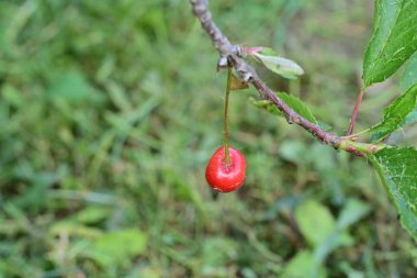 Güzel botanik çekimi, doğal arka plan.