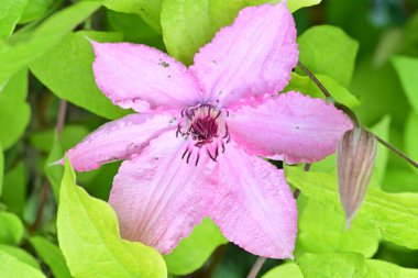 bahçede büyüyen güzel pembe çiçekler