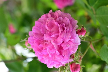 bahçede büyüyen güzel pembe çiçekler