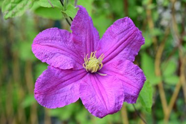 Bulanık yeşil arka planda pembe klematis çiçekleri