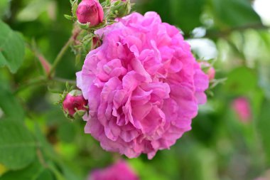 bahçede büyüyen güzel pembe çiçekler